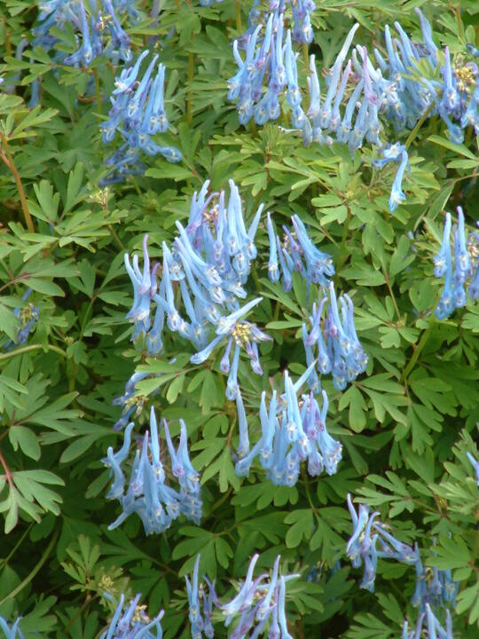 Corydalis flexuosa 'China Blue'