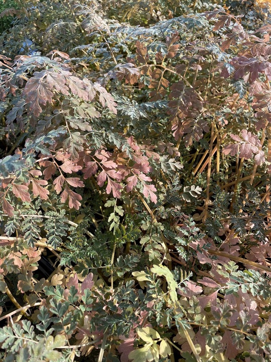 Corydalis ophiocarpa