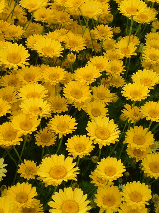 Cota tinctoria 'Grallagh Gold'