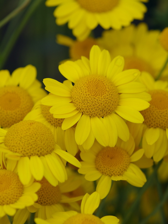 Cota tinctoria 'Grallagh Gold'