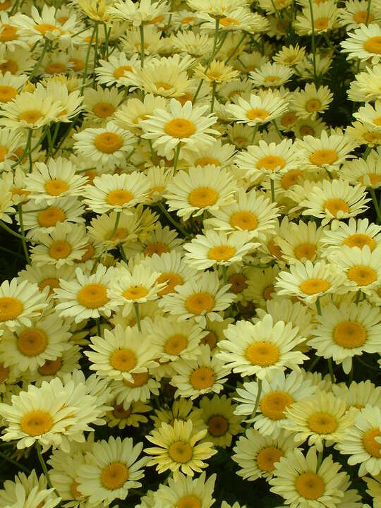 Cota tinctoria 'E.C. Buxton'