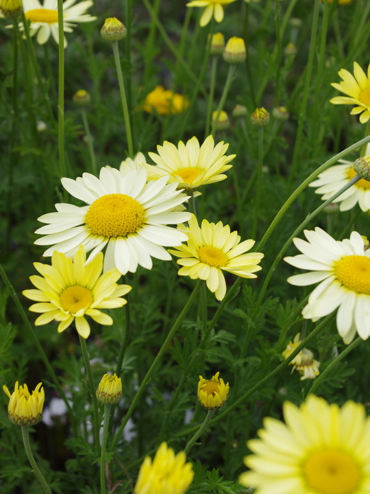Cota tinctoria 'Wargrave Variety'
