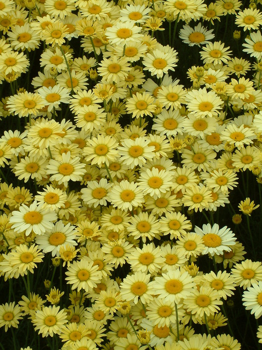 Cota tinctoria 'Wargrave Variety'