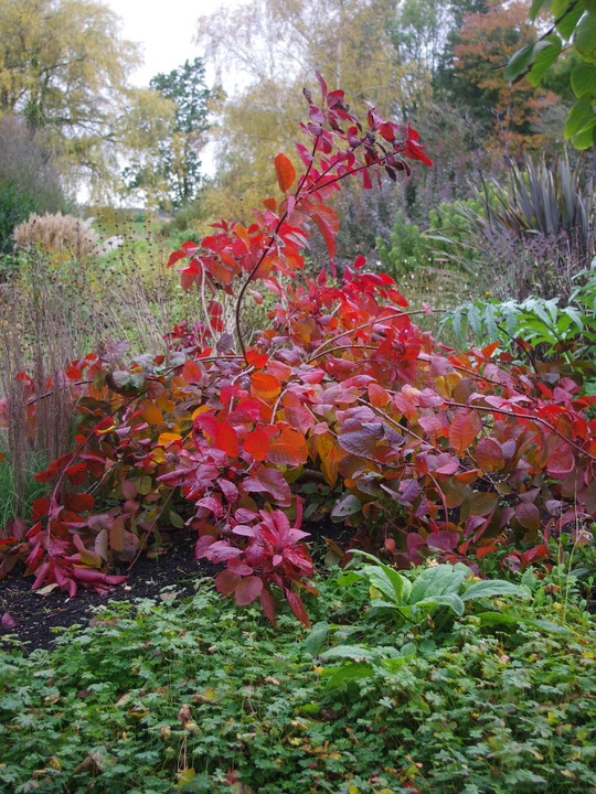 Cotinus 'Grace'