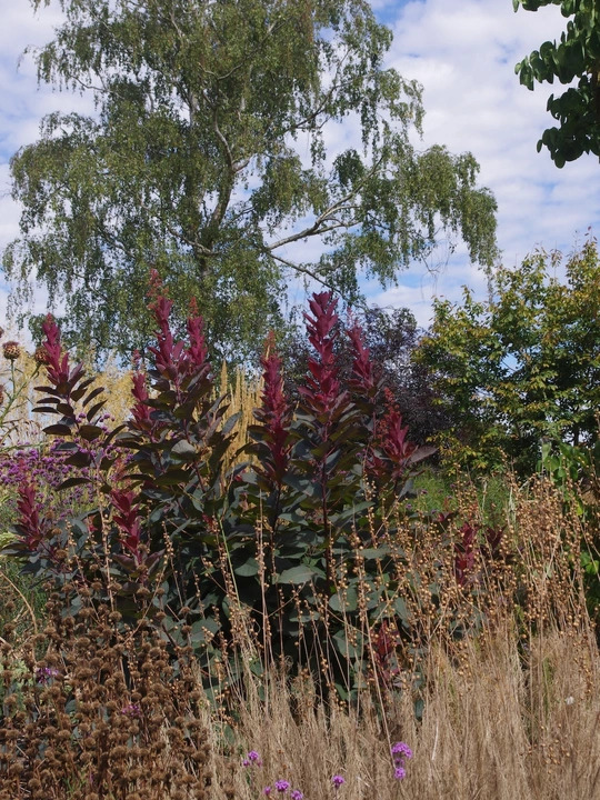 Cotinus 'Grace'