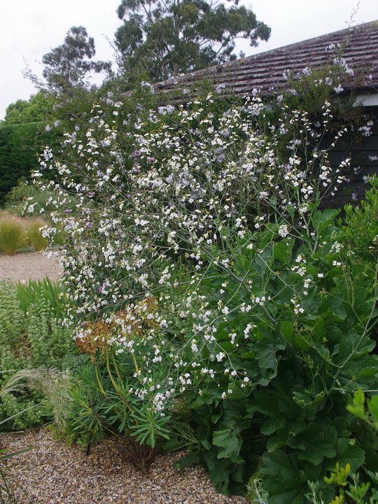 Crambe cordifolia