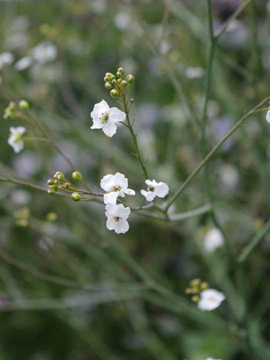 Crambe cordifolia