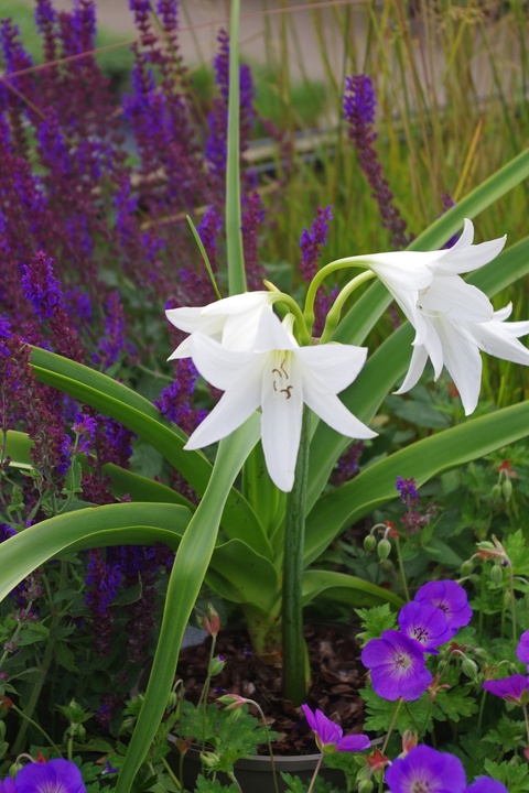 Crinum x powellii 'Album'