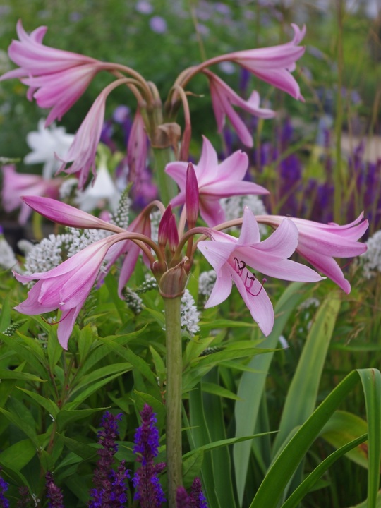 Crinum x powellii