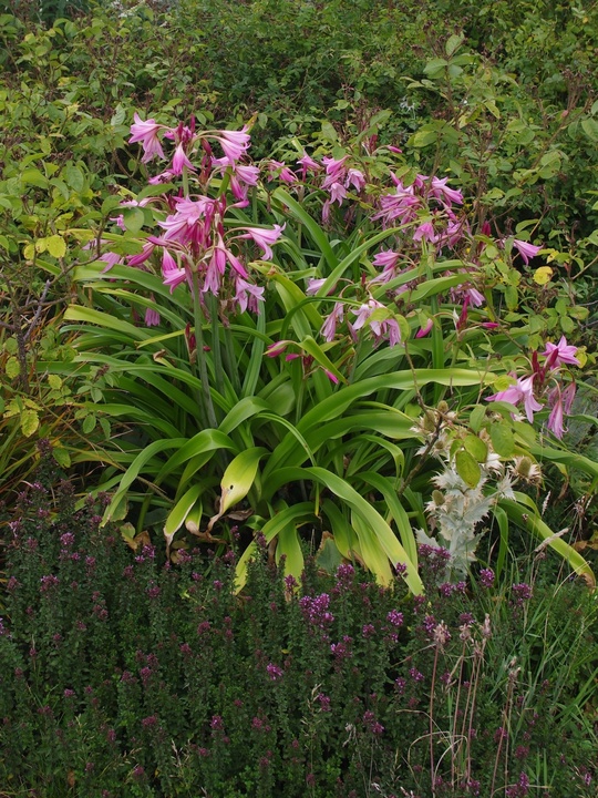 Crinum x powellii