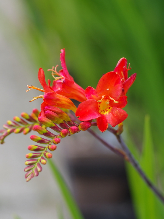 Crocosmia 'Limpopo'