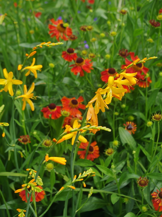 Crocosmia x crocosmiiflora 'Norwich Canary'