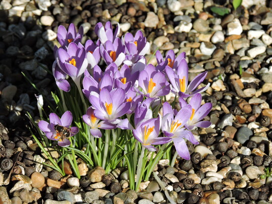 Weaving Bulbs through your Borders 