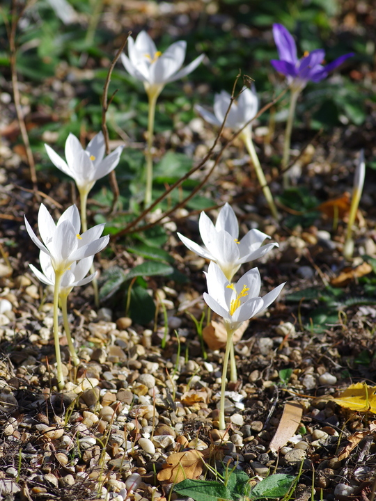 Crocus speciosus 'Albus'