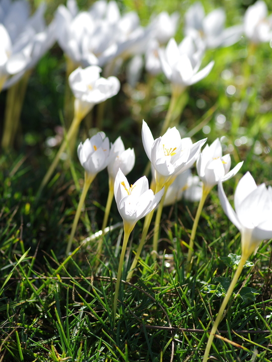 Crocus speciosus 'Albus'