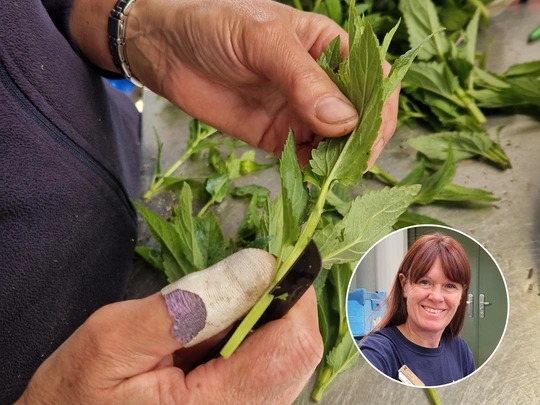Cuttings Masterclass with Emily Allard