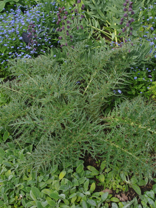 Cynara cardunculus subsp. flavescens