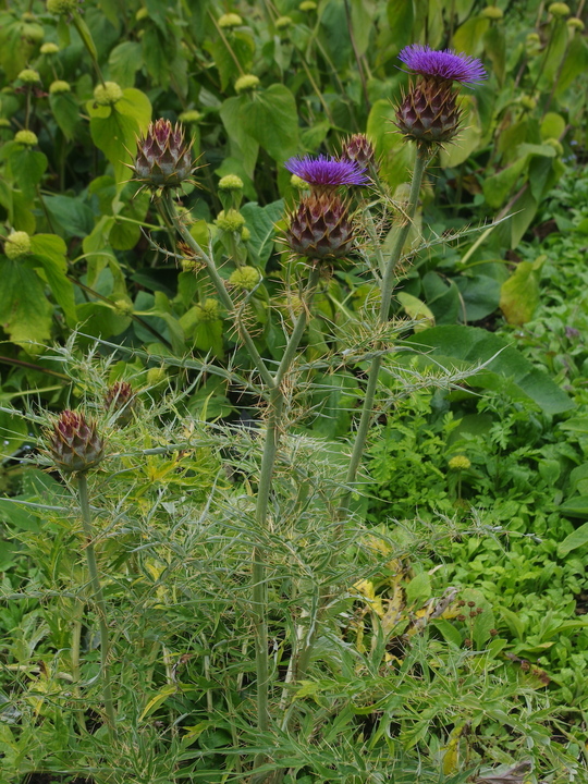 Cynara cardunculus subsp. flavescens