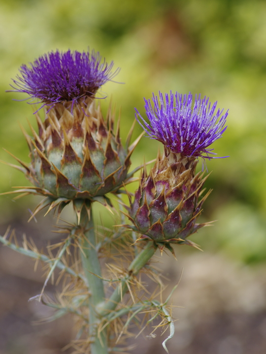 Cynara cardunculus subsp. flavescens