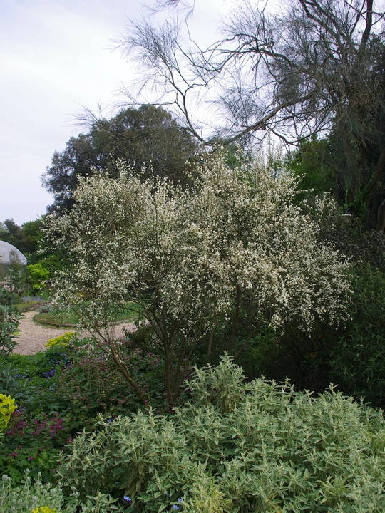 Cytisus multiflorus 