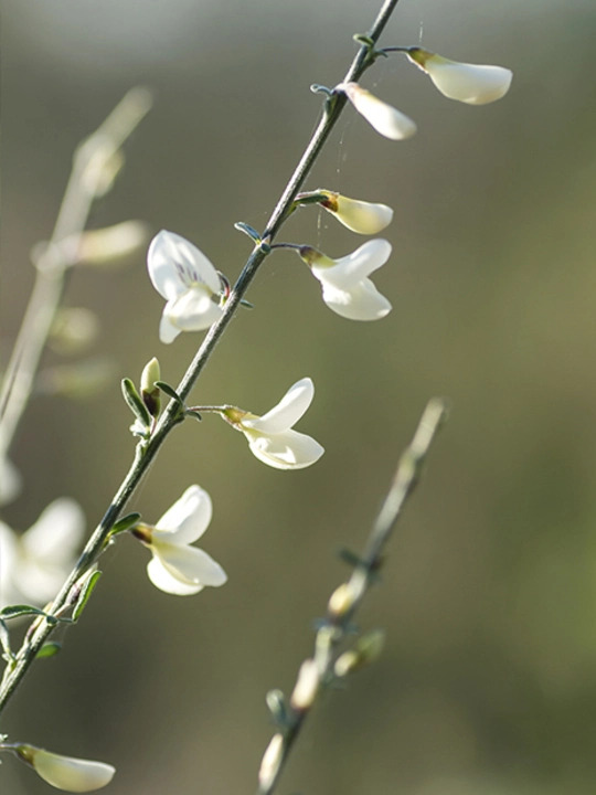 Cytisus multiflorus 