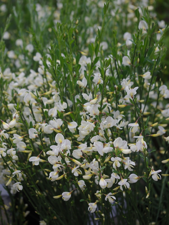 Cytisus × praecox 'Albus'