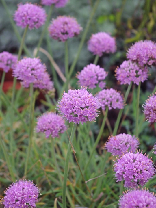 Allium senescens subsp. glaucum