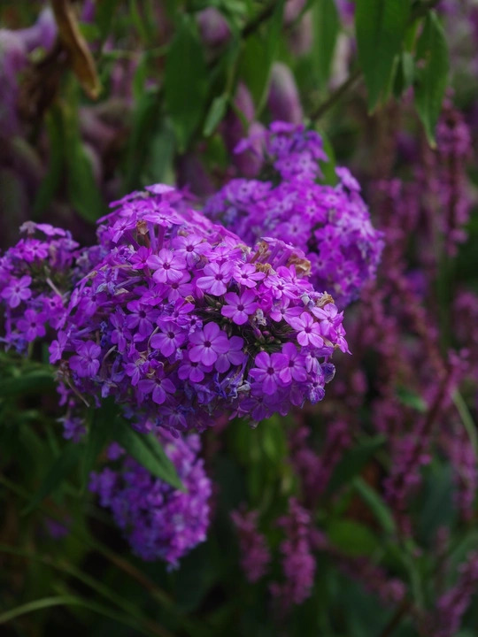 Phlox paniculata 'Jeana'
