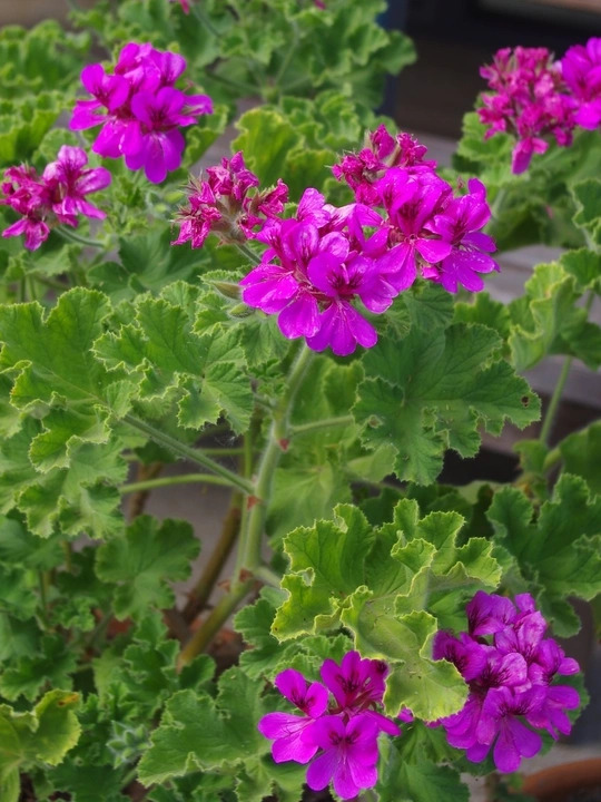 Pelargonium 'Purple Unique'