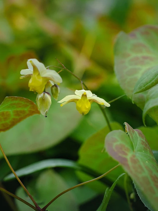 Epimedium x perralchicum 'Fr&ouml;hnleiten'