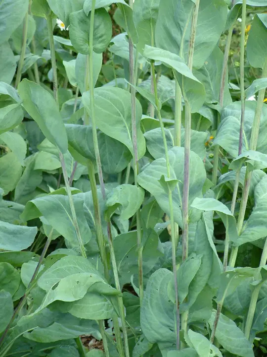 Rudbeckia maxima