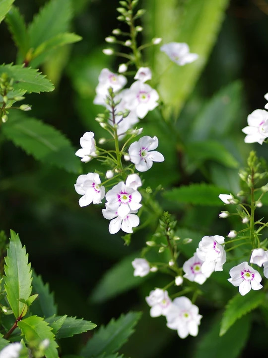 Veronica catarractae 'Avalanche'