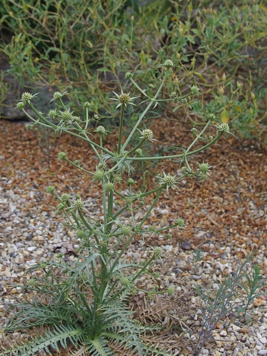 Eryngium venustum 