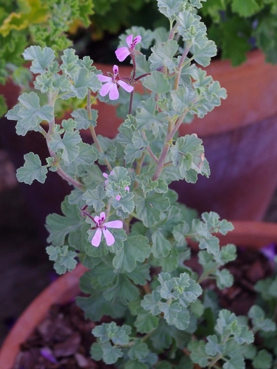Pelargonium exstipulatum