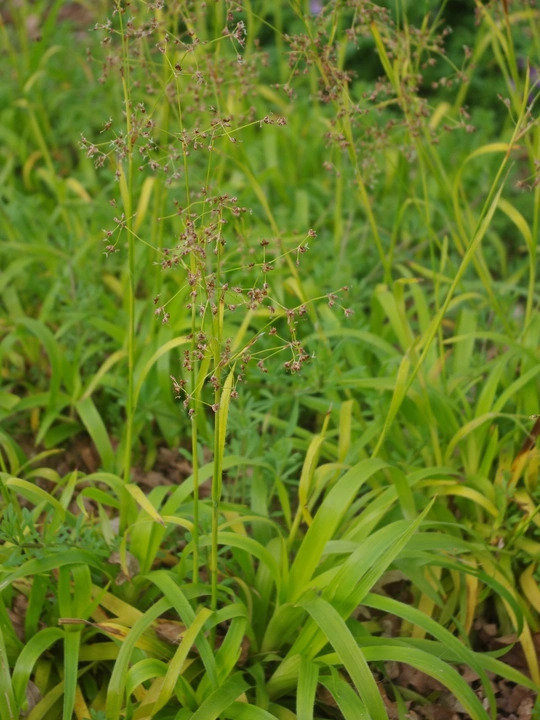 Luzula sylvatica 'Aurea'