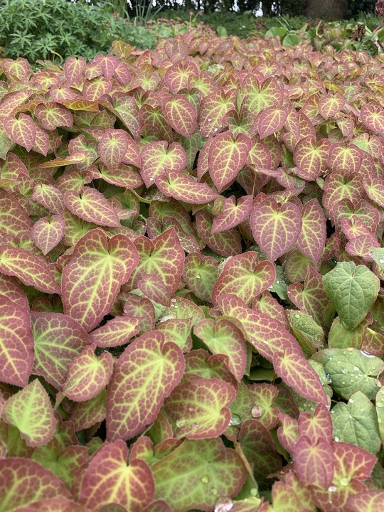 Epimedium x perralchicum 'Fr&ouml;hnleiten'
