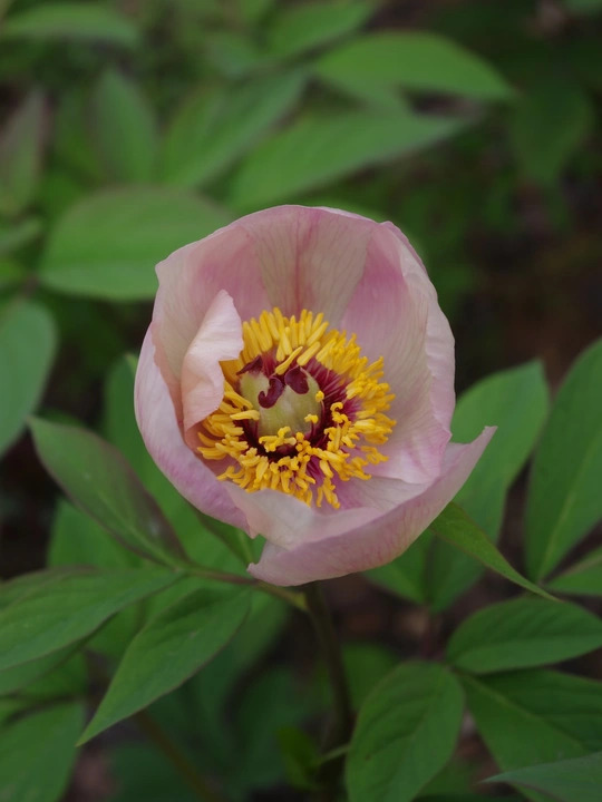 Paeonia daurica subsp. wittmanniana
