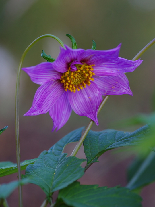Dahlia purpusii (aff.)