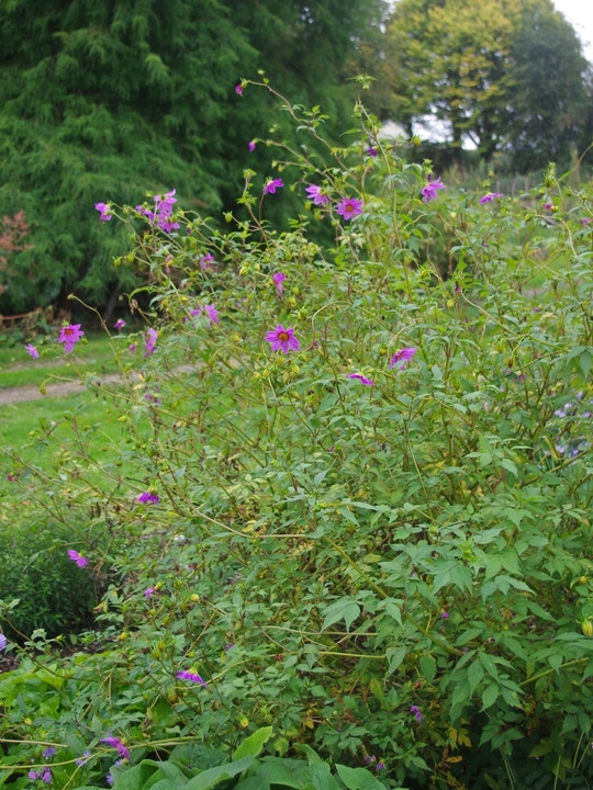 Dahlia purpusii (aff.)