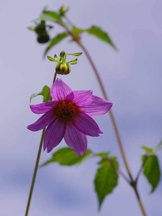 Dahlia purpusii (aff.)