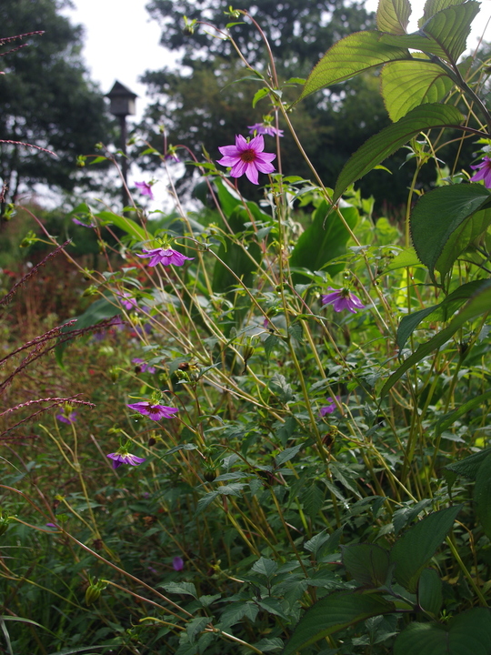 Dahlia purpusii (aff.)