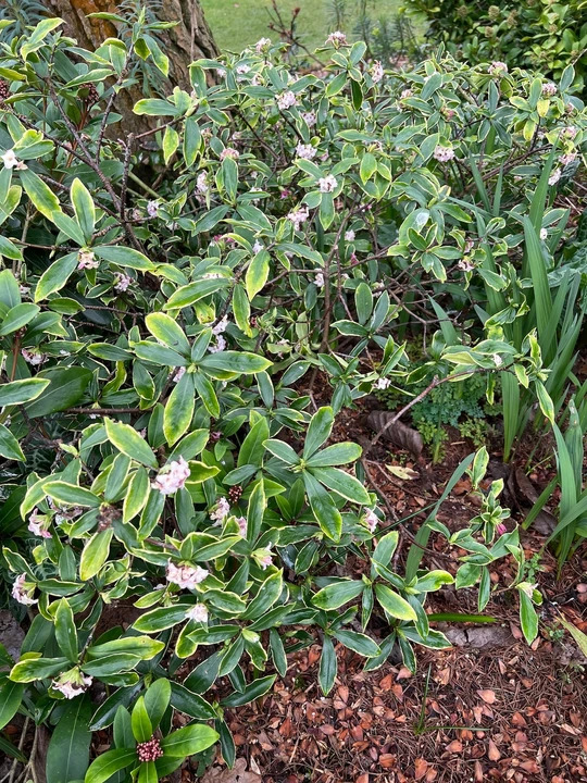 Daphne odora 'Aureomarginata'