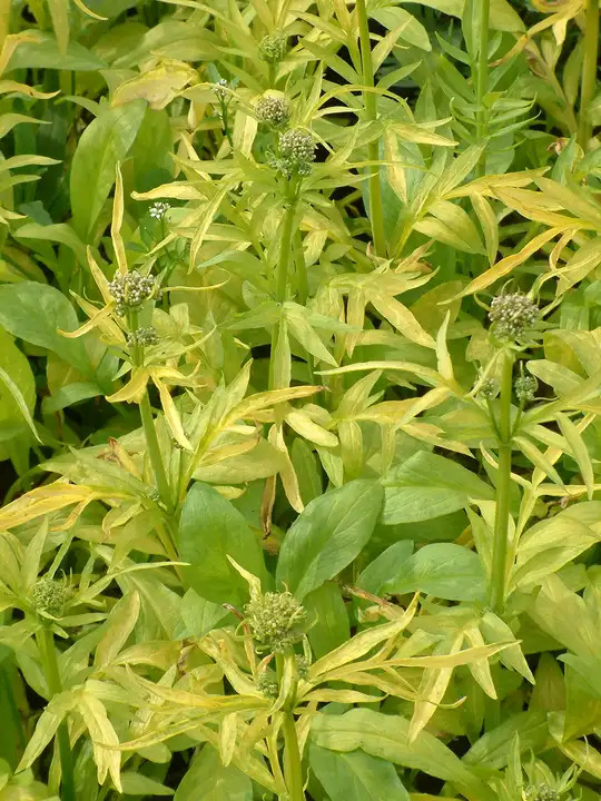 Valeriana phu 'Aurea'