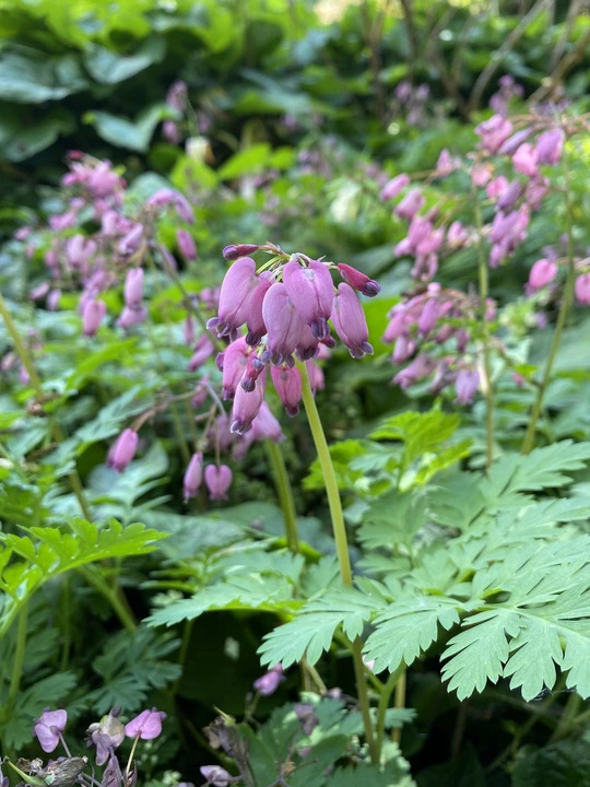 Dicentra formosa Pewter Pink