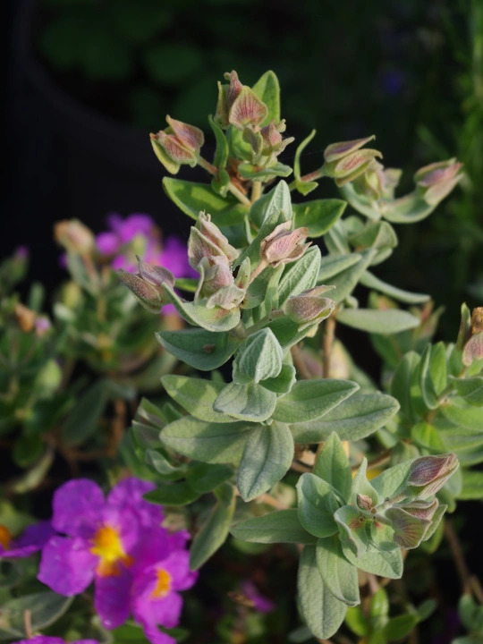 Cistus albidus