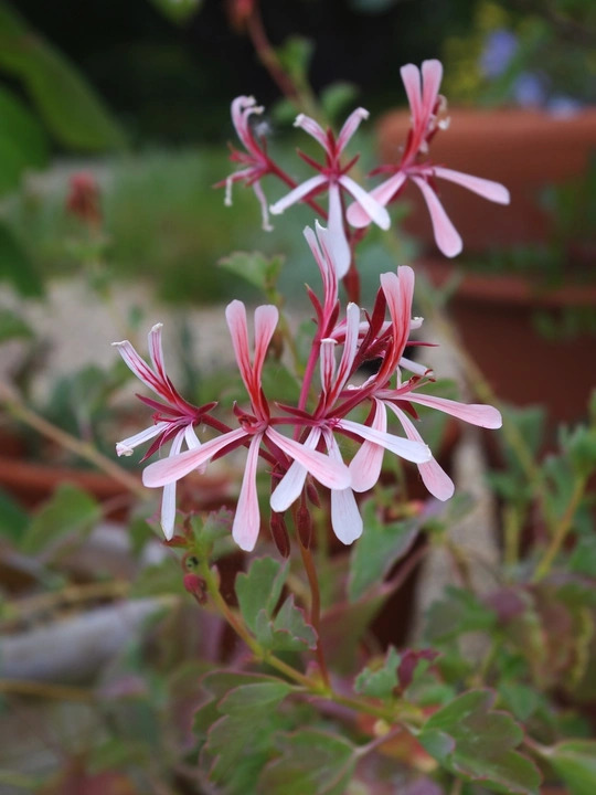 Pelargonium acetosum