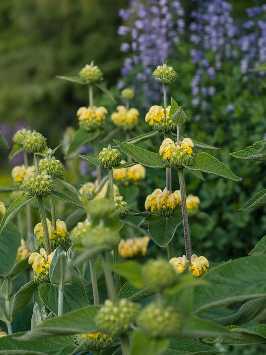 Phlomis russeliana