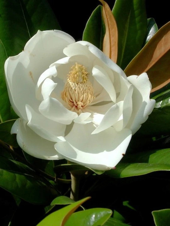 Magnolia grandiflora 'Exmouth'