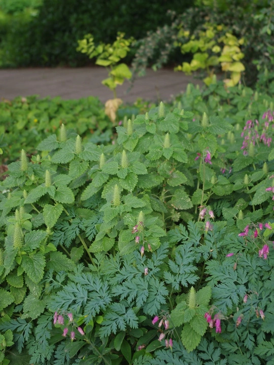 Teucrium lamiifolium