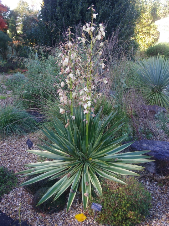 Yucca gloriosa 'Variegata'